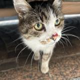 Picture of cat found at Montauban