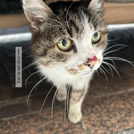 Photo 1/1 Found cat Found in Montauban