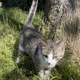 Picture of cat found at Le Ban Saint Martin