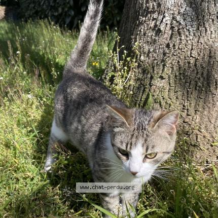 Photo 1/1 Found cat Found in Le ban saint martin