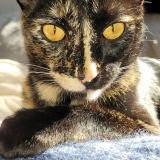 Picture of cat lost at Libourne