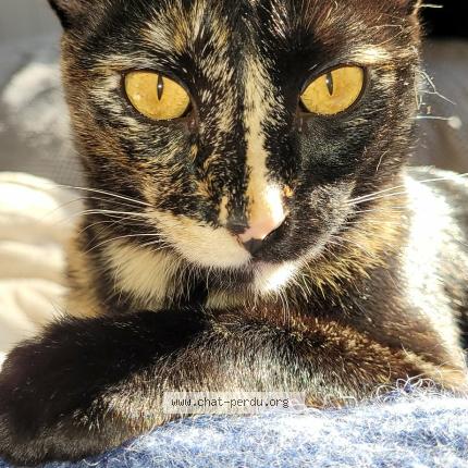 Photo 1/1 Mimine Chat lost in Libourne