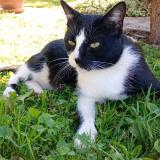 Picture of cat lost at Echenoz La Meline