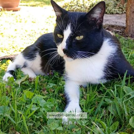 Photo 1/1 ALDO Chat lost in Echenoz la meline