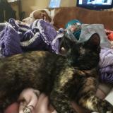 Picture of cat lost at Columbus