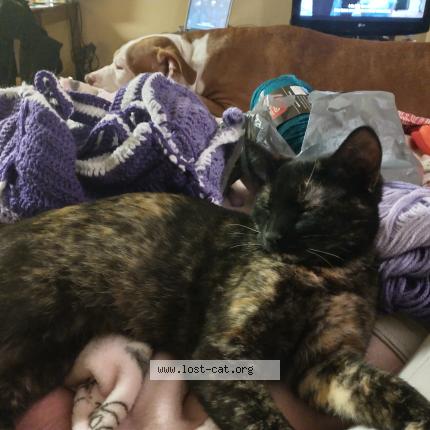 Photo 1/1 Gypsy Chat lost in Columbus