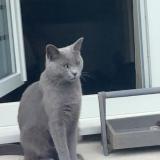 Picture of cat lost at Roubaix