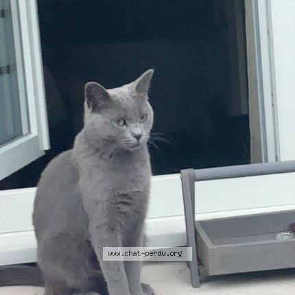 Photo 1/1 Maya Chat lost in Roubaix