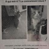 Picture of cat found at Brussels