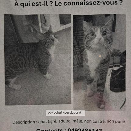 Photo 1/1 Found cat Found in Brussels