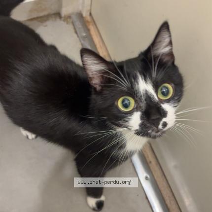 Photo 1/1 Kaylli Chat lost in Louviers