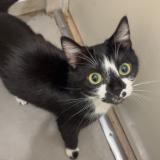 Picture of cat lost at Louviers