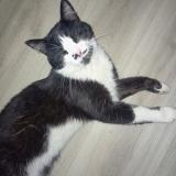 Picture of cat lost at Foix