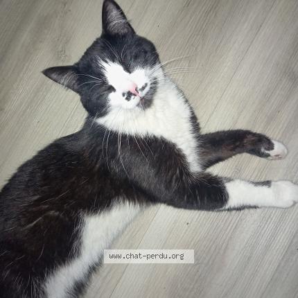 Photo 1/1 Anubis Chat lost in Foix