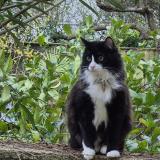 Picture of cat lost at Bordeaux