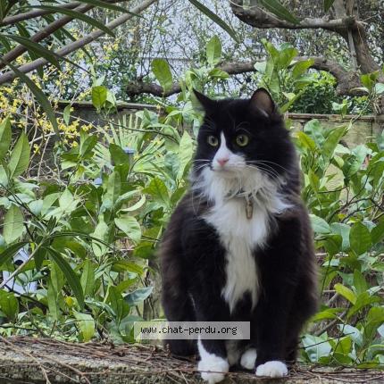 Photo 1/1 ZORRO Chat lost in Bordeaux