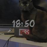 Picture of cat lost at Is Sur Tille