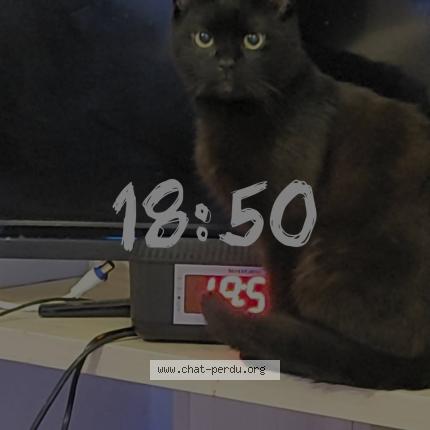 Photo 1/1 Ghost Chat lost in Is sur tille