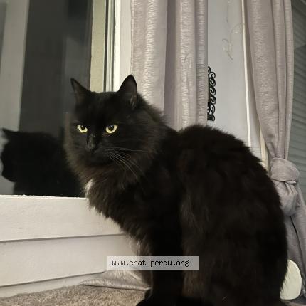 Photo 1/1 Lunar Chat lost in Lyon