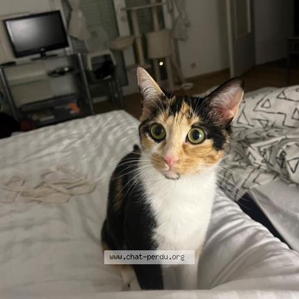 Photo 1/1 Vicky Chat lost in Arcachon