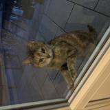 Picture of cat found at Martigny Courpierre