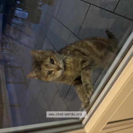 Photo 1/1 Found cat Found in Martigny courpierre