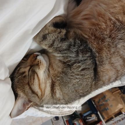 Photo 1/1 Léo Chat lost in Josselin