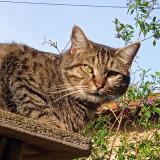 Picture of cat lost at Thuir