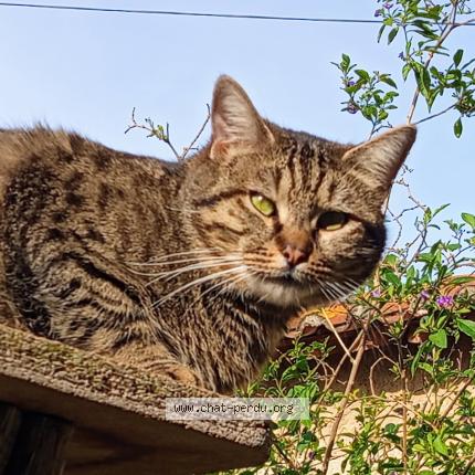 Photo 1/1 Gluglu Chat lost in Thuir