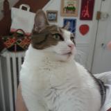 Picture of cat lost at Montmorency