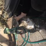 Picture of cat found at Sassenay