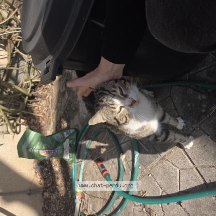 Photo 1/1 Found cat Found in Sassenay