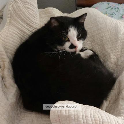 Photo 1/1 Found cat Found in Saint apollinaire