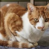 Picture of cat lost at Saint Andre Les Vergers