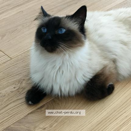 Photo 1/1 Louna Chat lost in Saint mars du desert