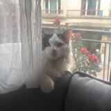 Picture of cat lost at Annecy