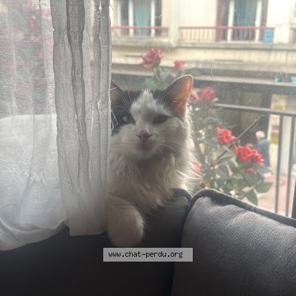 Photo 1/1 Coco Chat lost in Annecy