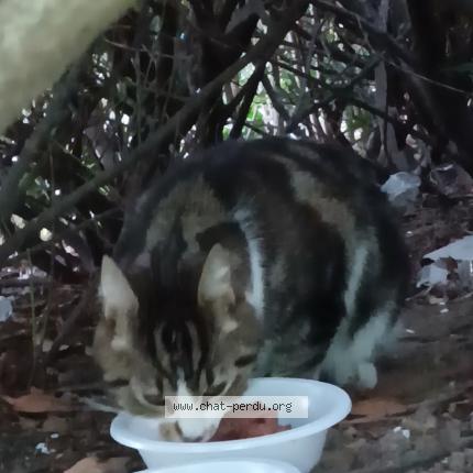 Photo 1/1 Found cat Found in Boulogne billancourt