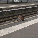 Picture of cat found at Colombes