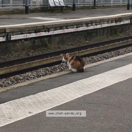 Photo 1/1 Found cat Found in Colombes
