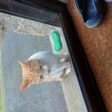 Picture of cat found at Les Herbiers