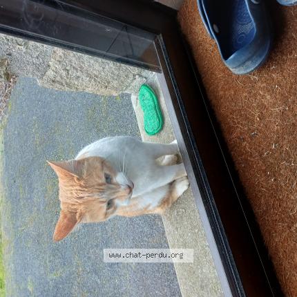 Photo 1/1 Found cat Found in Les herbiers