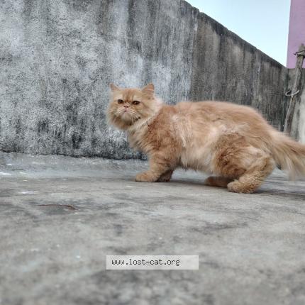 Photo 1/1 Leo Chat lost in Kanchipuram