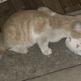 Picture of cat found at Granville