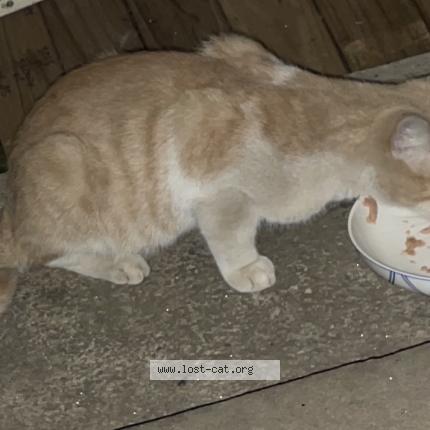 Photo 1/1 Found cat Found in Granville