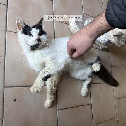Photo 1/1 Found cat Found in Le brevedent