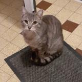 Picture of cat found at Orthez