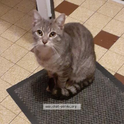 Photo 1/1 Found cat Found in Orthez