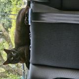 Picture of cat lost at Thionville