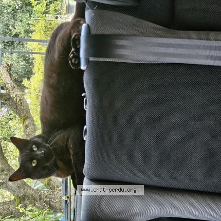 Photo 1/1 CROUTE Chat lost in Thionville